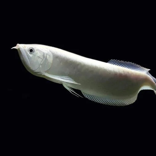 Platinum Silver Arowana - SNOW BLACK AROWANA - ONLY ONES IN THE USA WILD