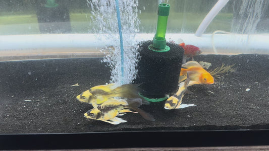 Mayan koi short body 6”-7”