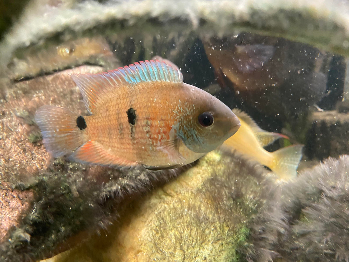 Heroina isonycterina (Bujurqui Cichlid)