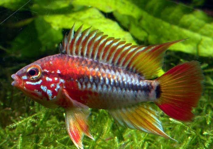 Fish Apistogramma viejita "Red"