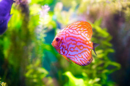 RED SCORPION DISCUS