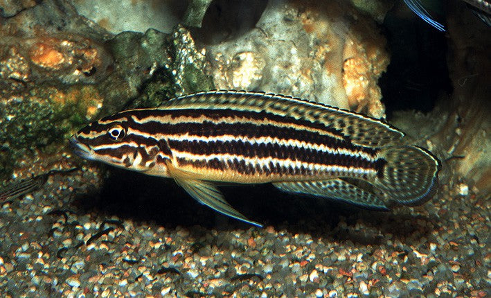 Regan's Julie (Julidochromis regan)