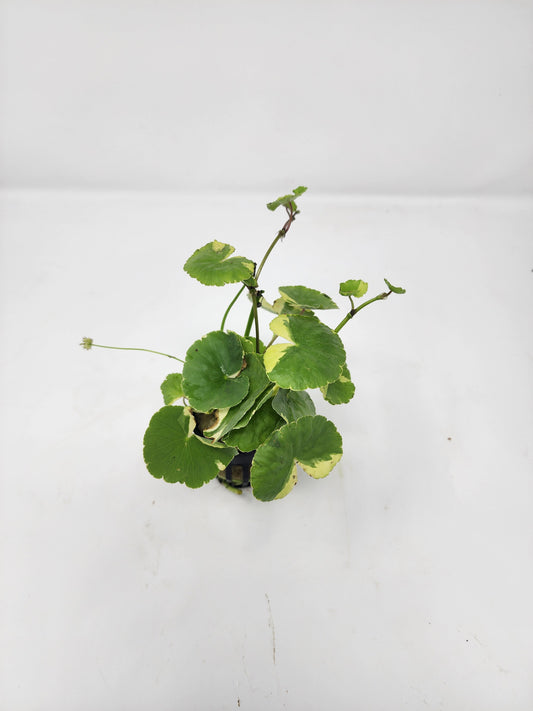Variegated Pennywort | Hydrocotyle leucocephala 'Variegated'