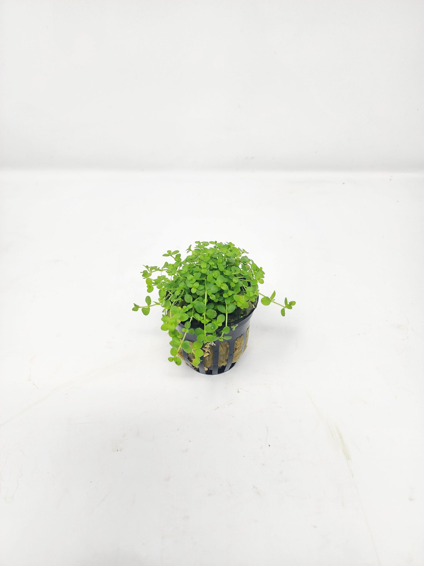 Monte Carlo | Micranthemum Tweediei