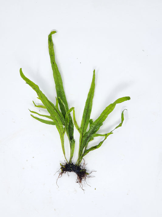 Trident Java Fern