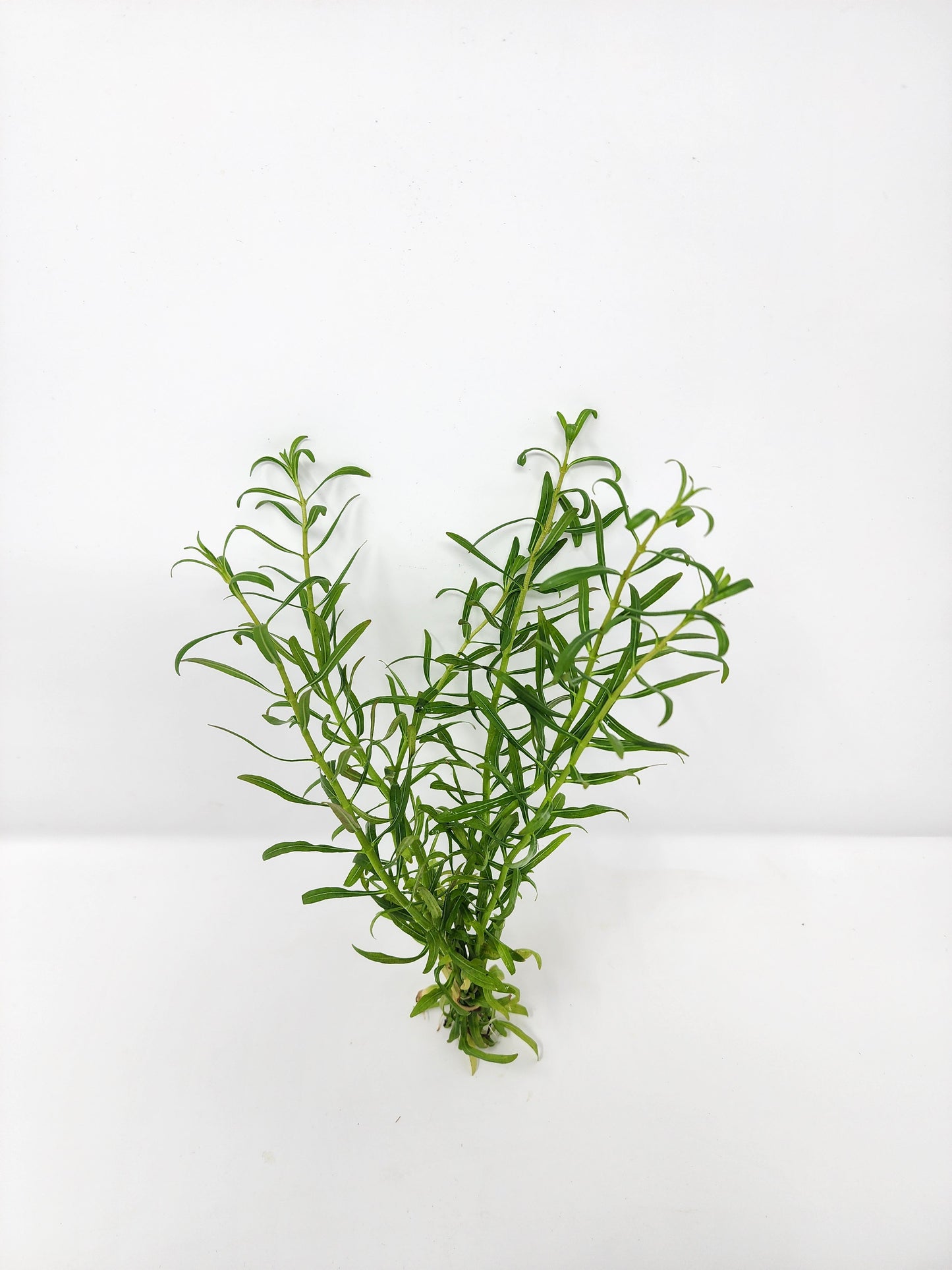 Rotala Red Cross
