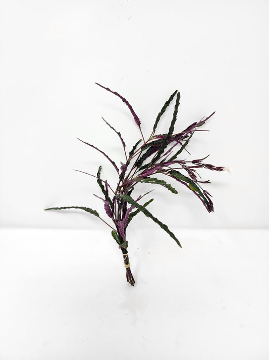 Dragon's Tongue | Hemigraphis repanda