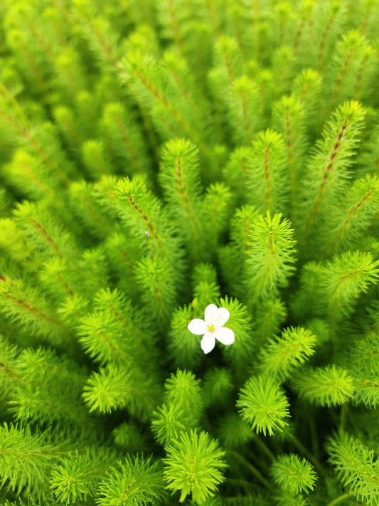Bacopa myriophylloides