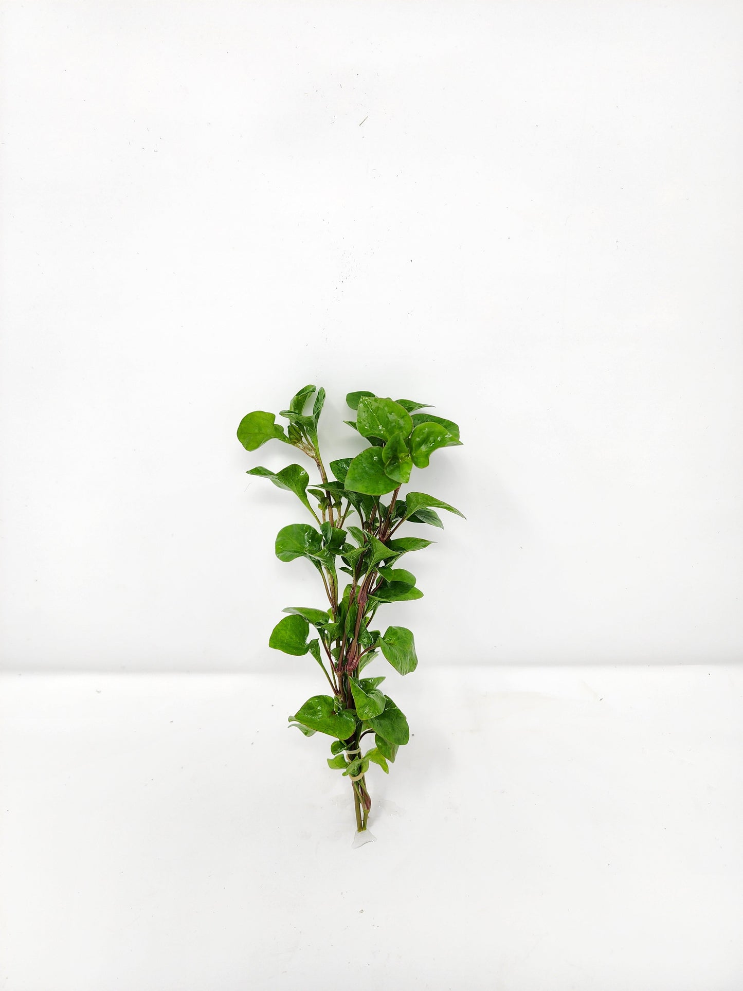 Florida Ruffle (Green Hedge)