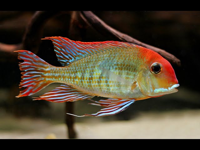 Red Head Tapajos (Geophagus pyrocephalus)