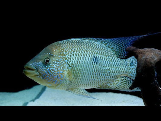 Umbee Cichlid (Kronoheros umbriferus)