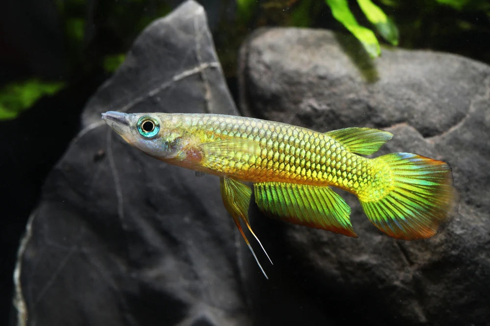 Golden Wonder Panchax
