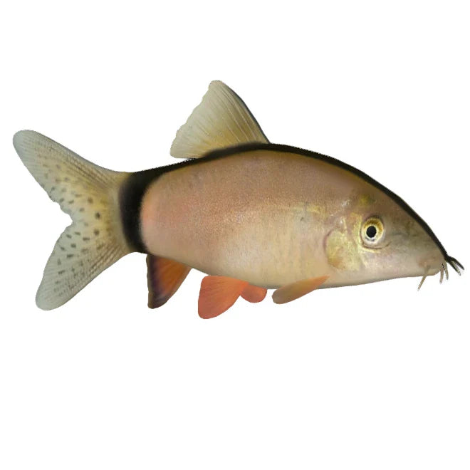 Skunk Botia Loach