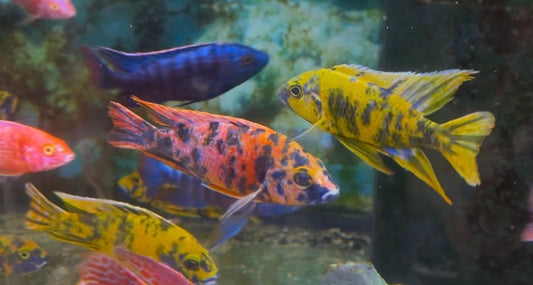 Fish (with orange spots) in shades of yellow, pink, and blue in an aquarium.
