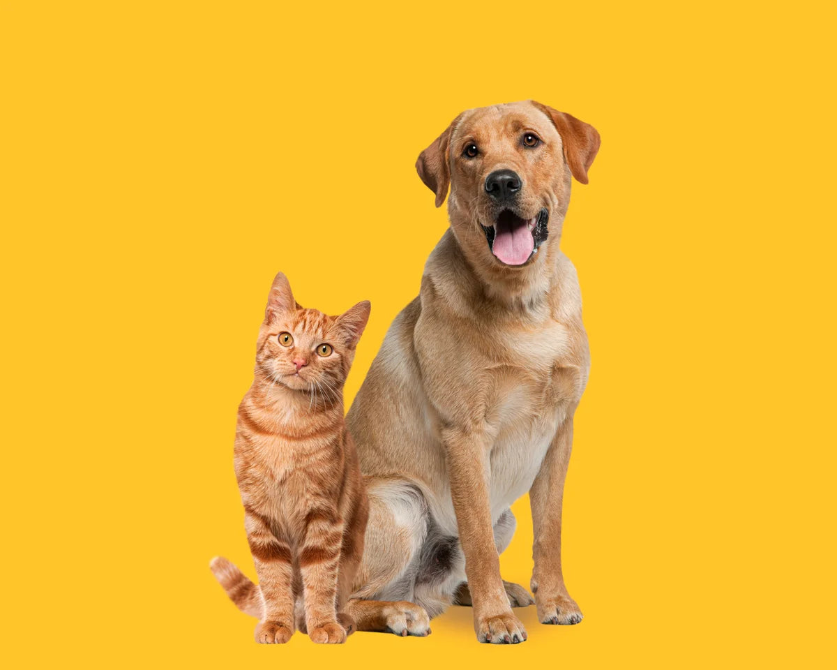 dog & cat