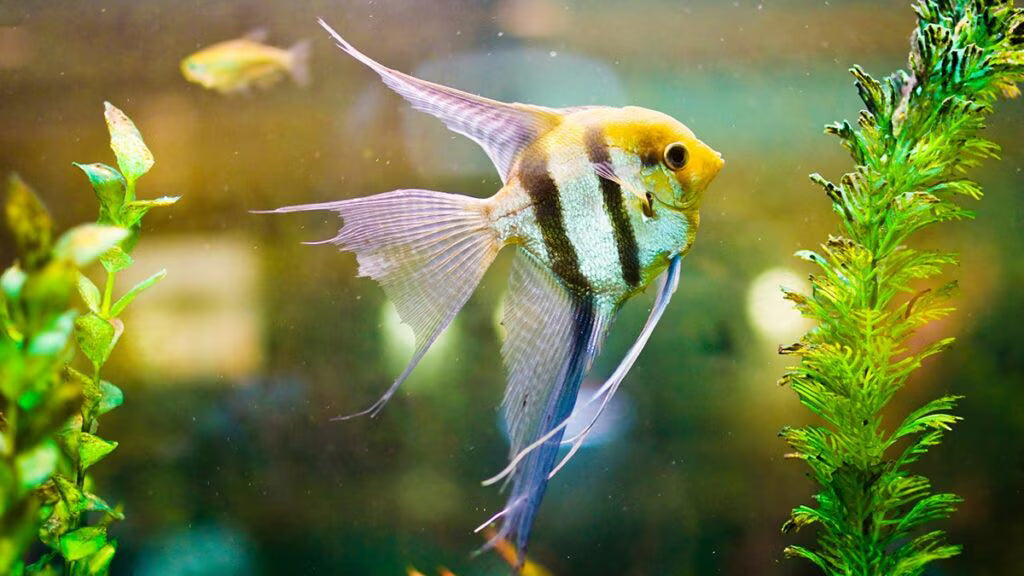ANGELFISH