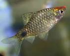 Barb (Cyprinidae) Freshwater Barbs Aquarium Fish