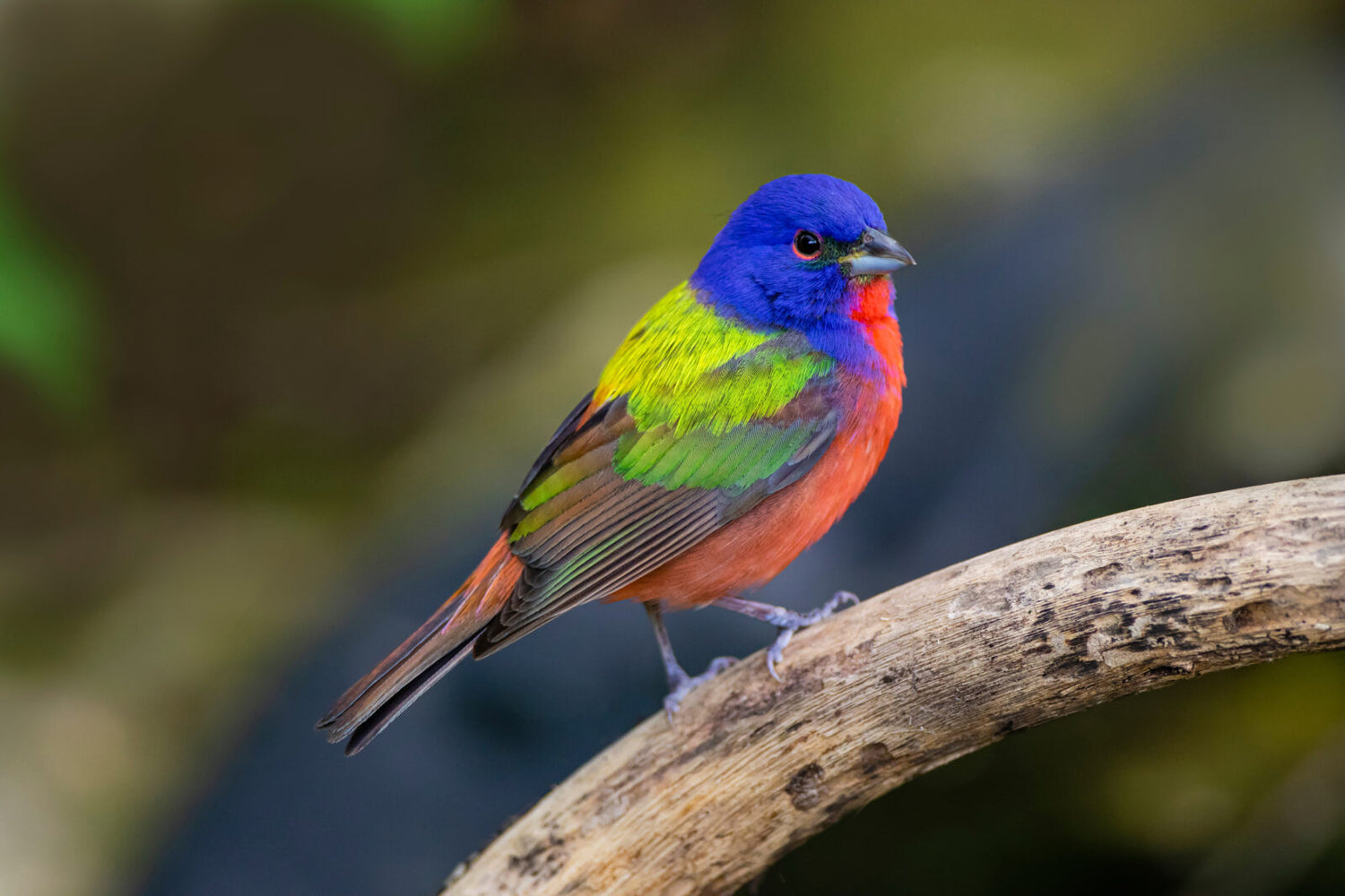 BIRDS