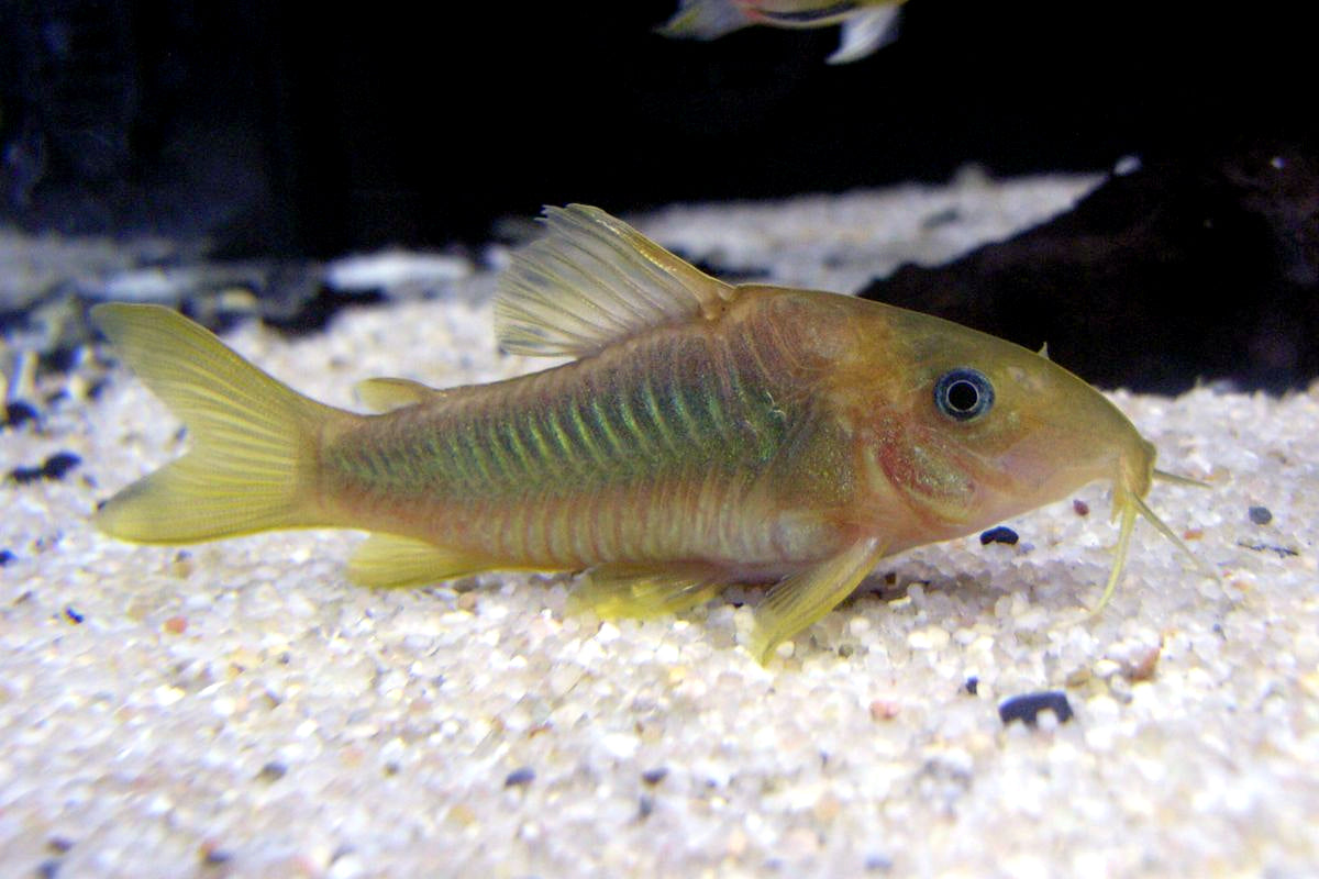 CORY & CATFISH