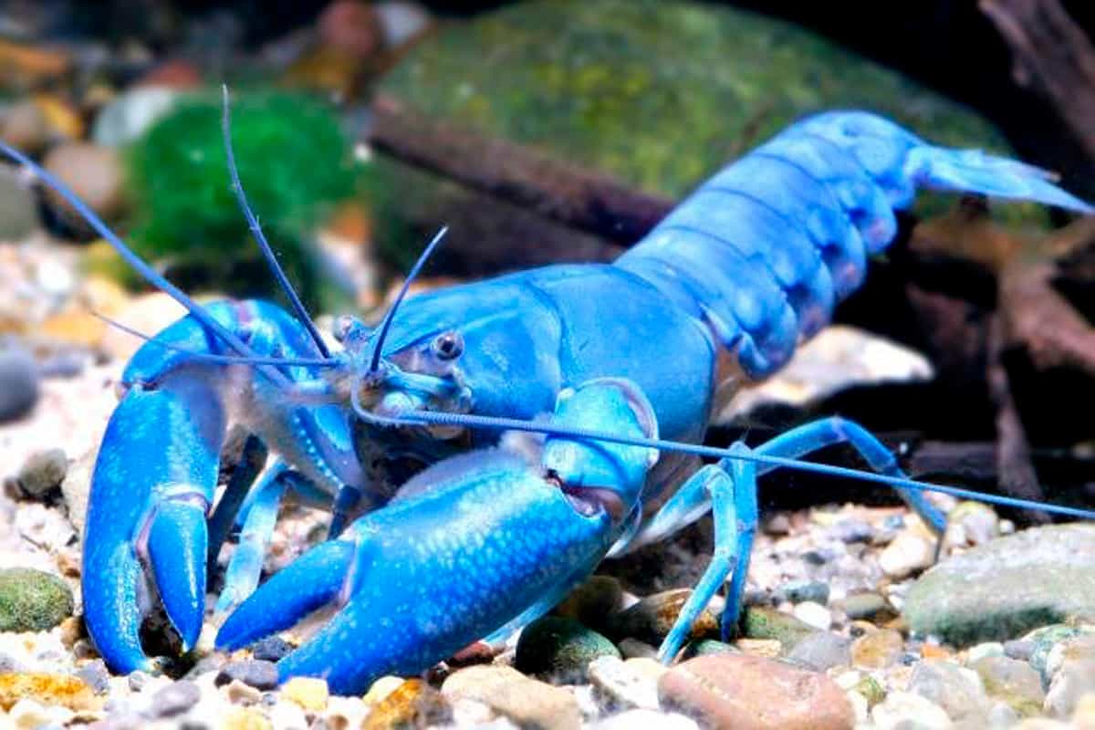 SHRIMP & CRAYFISH