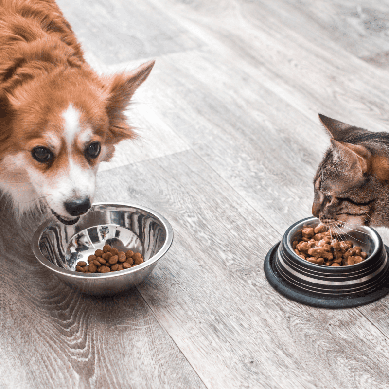 DOG & CAT