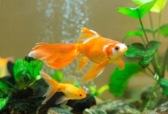 GOLDFISH