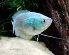 GOURAMI
