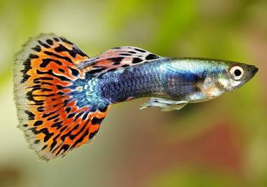 GUPPY