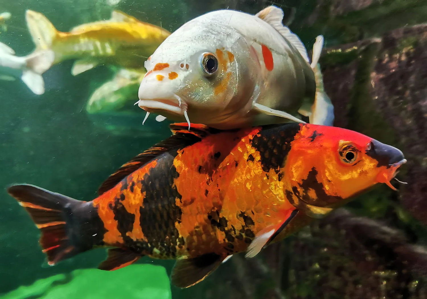 KOI