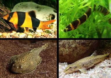 Botia Fish BOTIA (Botiidae) & LOACH (Cobitoidea) – Danaqua Live Fish & More