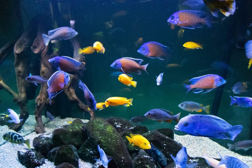 African Cichlids Colorful Freshwater Aquarium Care