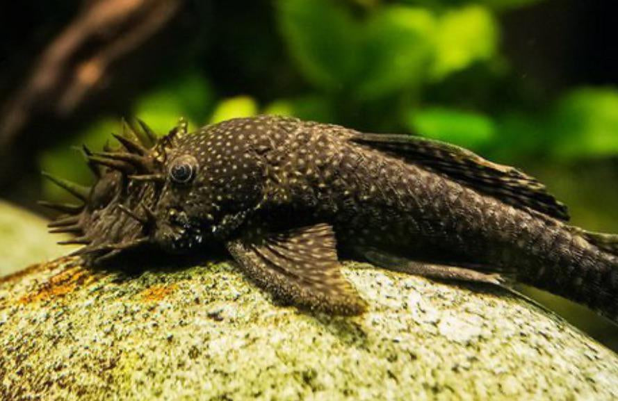 PLECO