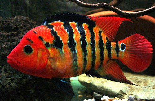 AMERICAN CICHLIDS