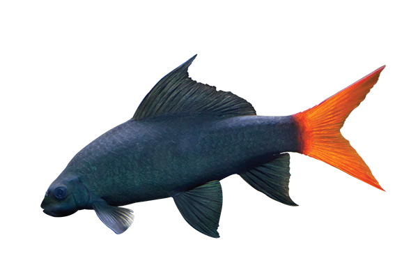 SHARK