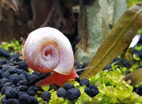 SNAILS