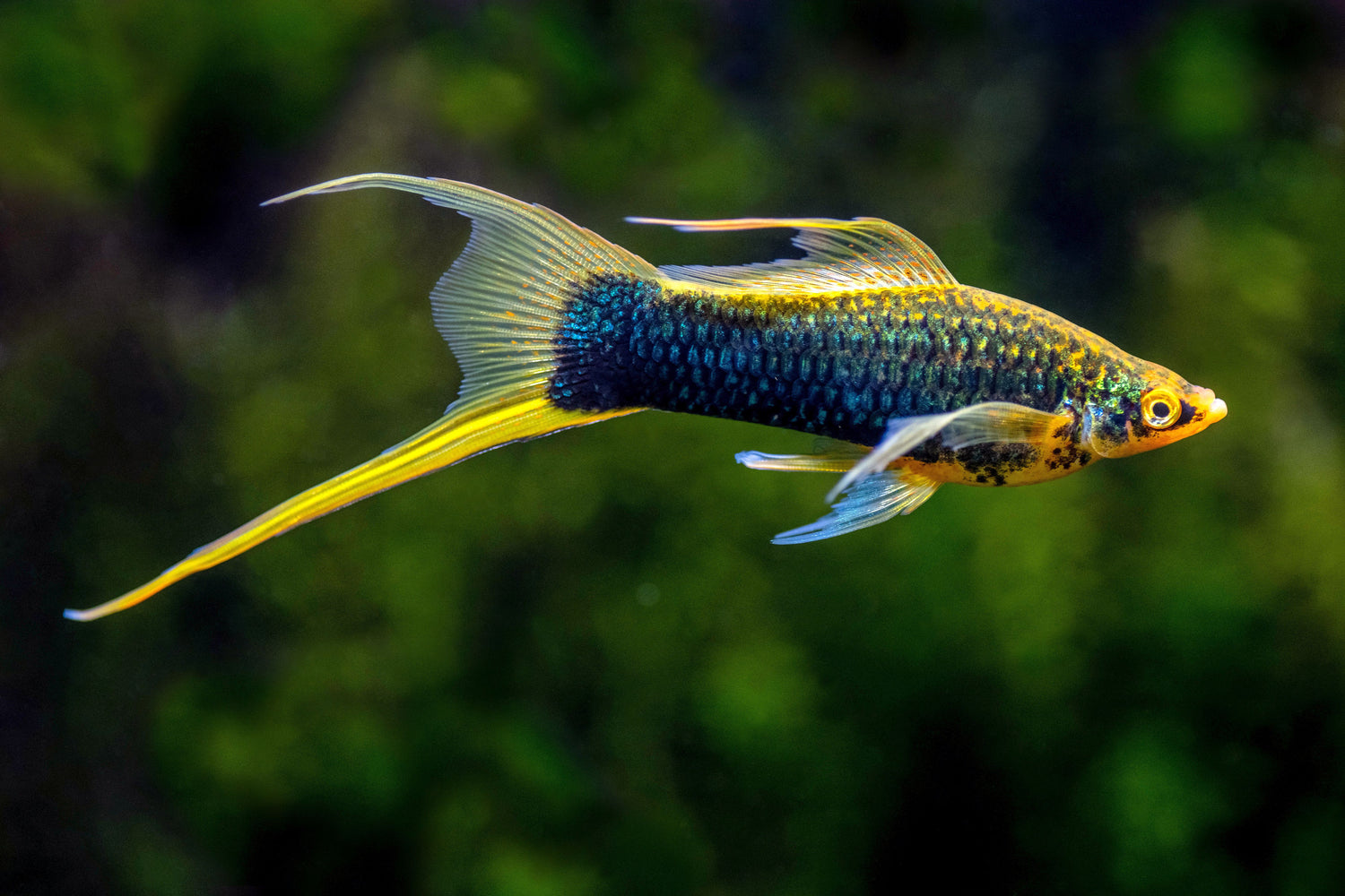 SWORDTAIL