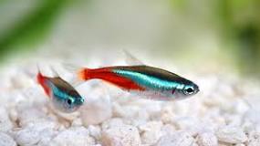 TETRAS