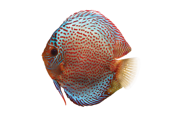DISCUS