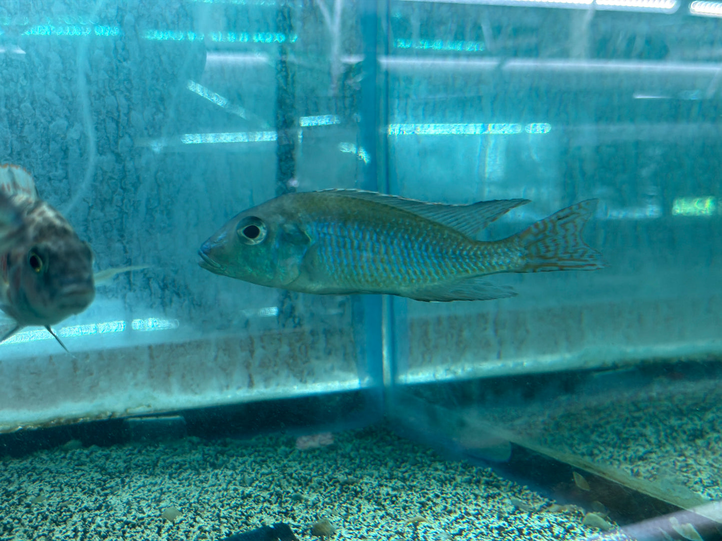 Tramitichromis intermedius