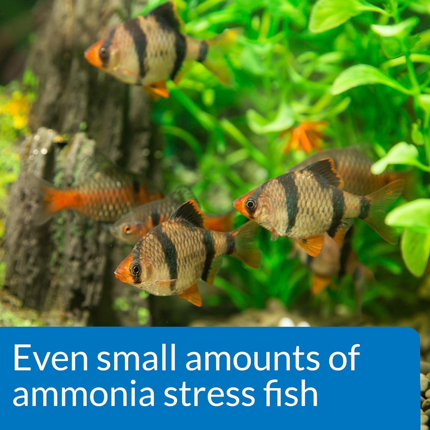 AMMONIA 130-Test Freshwater and Saltwater Aquarium Water Test Kit