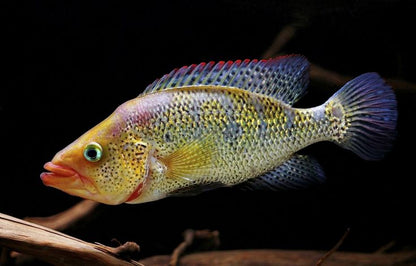 Petenia splendida (Red Bay Snook)