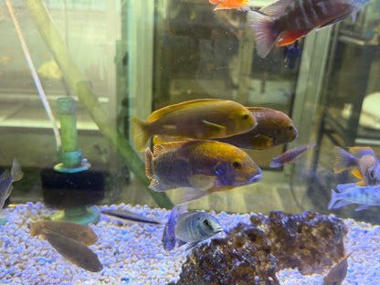 Iodotropheus sprengerae
Rusty Cichlid