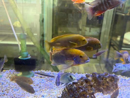Iodotropheus sprengerae
Rusty Cichlid