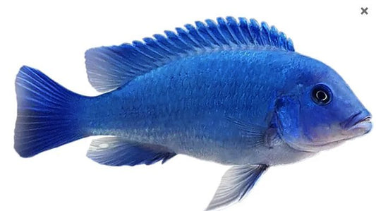 Cobalt Blue Zebra Cichlid