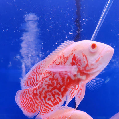 Albino Red Tiger Nemo Oscar