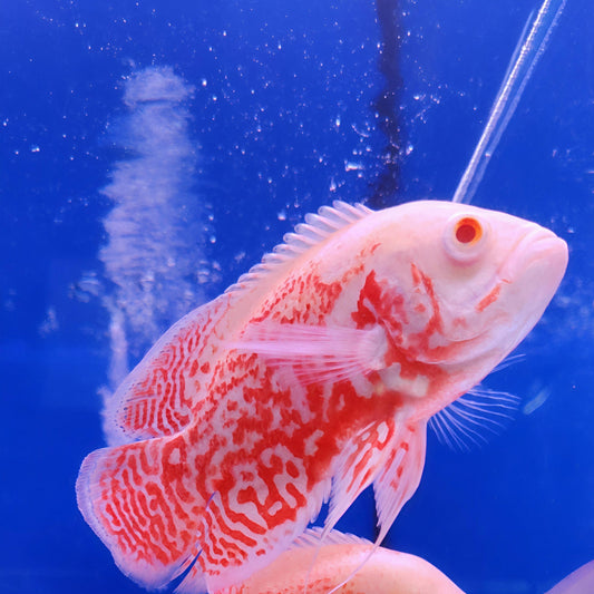 Albino Red Tiger Nemo Oscar