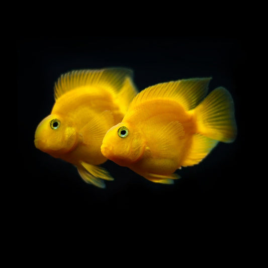 Yellow Parrotfish Medium