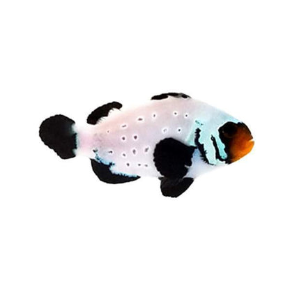 Black Frostbite clownfish ( Amphiprion ocellaris)