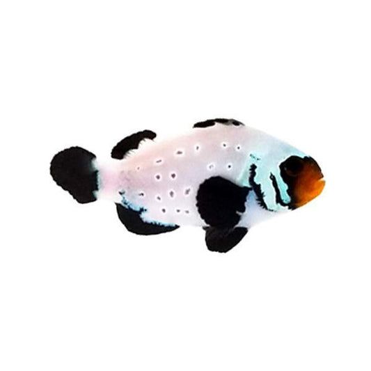Black Frostbite clownfish ( Amphiprion ocellaris)