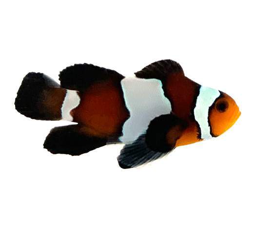 Blacker Ice Extreme clownfish (Amphiprion ocellaris)